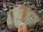 Kenyérgomba (Lactifluus volemus), Mátra